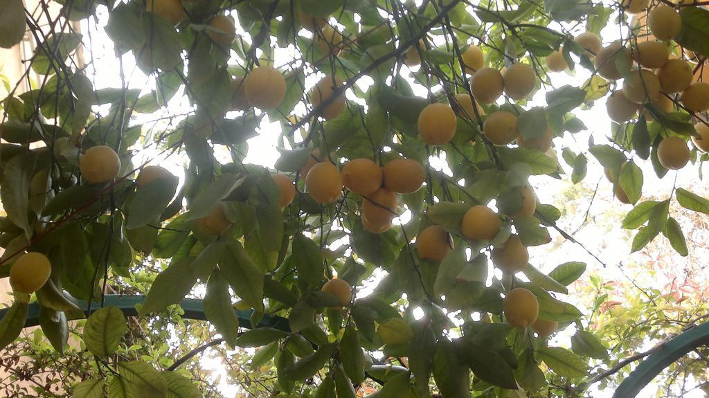 By The Lemon Tree (Adults Only) Bed and Breakfast Amman Exteriör bild